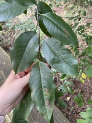 Prunus serotina