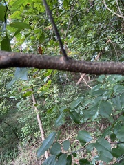 Prunus serotina