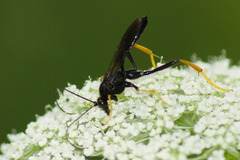 Exetastes suaveolens