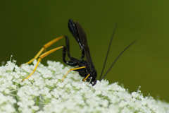 Exetastes suaveolens