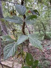 Acer negundo