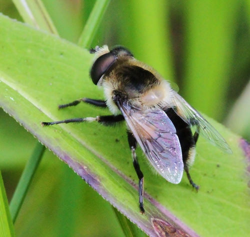 Orange-spotted Drone Fly