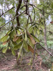 Acer negundo