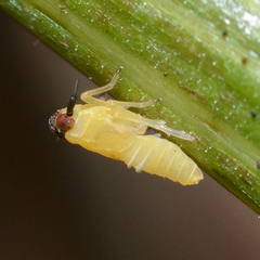 Pissonotus