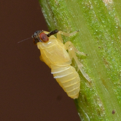 Pissonotus