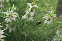Xylocopa virginica