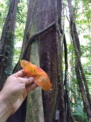 Couratari scottmorii