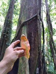 Couratari scottmorii