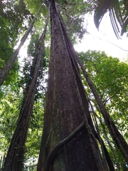 Couratari scottmorii