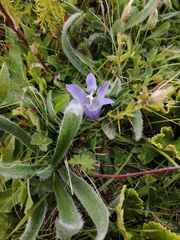 Campanula tridentata