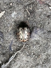 Calligrapha philadelphica