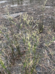 Juncus pelocarpus