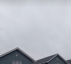 Egretta thula