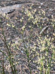 Juncus pelocarpus