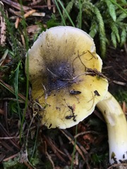 Tricholoma