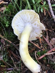 Tricholoma