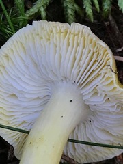 Tricholoma