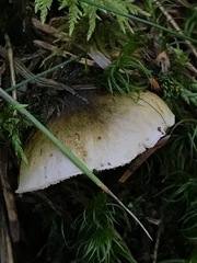 Tricholoma