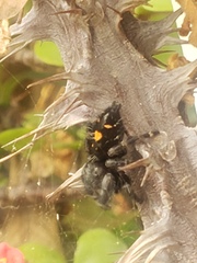 Phidippus audax