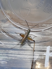 Pseudochorthippus curtipennis
