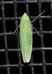 Draeculacephala bradleyi