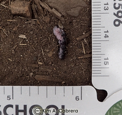 Zonotrichia leucophrys