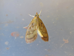 Crocidophora tuberculalis