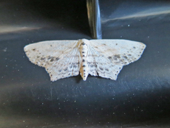 Scopula cacuminaria
