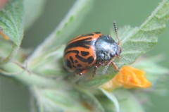 Calligrapha discrepans