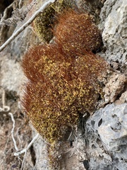 Ptychostomum pallescens