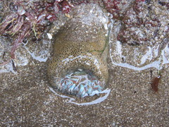 Bunodosoma zamponii