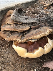 Ganoderma polychromum
