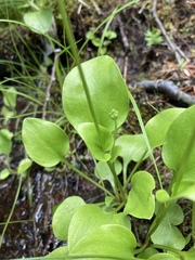 Parnassia glauca