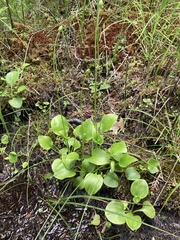 Parnassia glauca