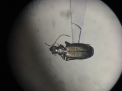 Microlestes linearis
