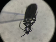 Microlestes linearis