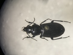Pterostichus corvinus
