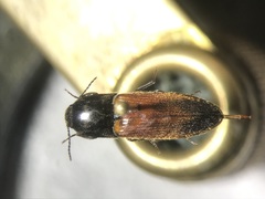 Ampedus apicatus