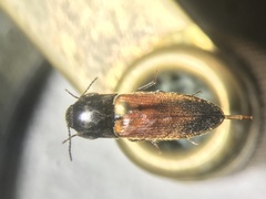 Ampedus apicatus
