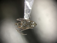 Microvelia americana