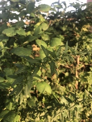 Lithospermum officinale