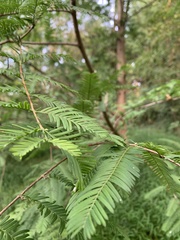 Metasequoia