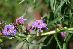 Liatris aspera