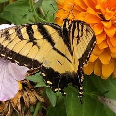 Papilio canadensis × glaucus
