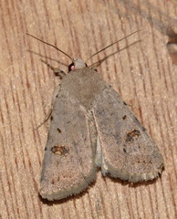 Caradrina kadenii