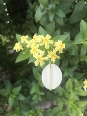 Mussaendeae