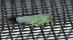 Chlorotettix viridius