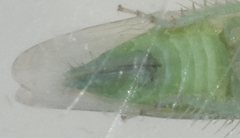 Chlorotettix viridius