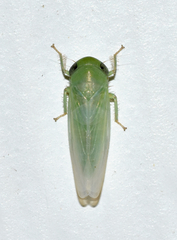 Chlorotettix viridius