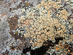 Rhizoplaca subdiscrepans